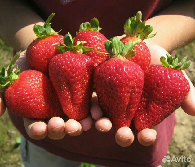 Клубника 