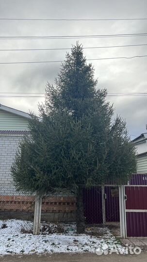 Ель новогодняя живая