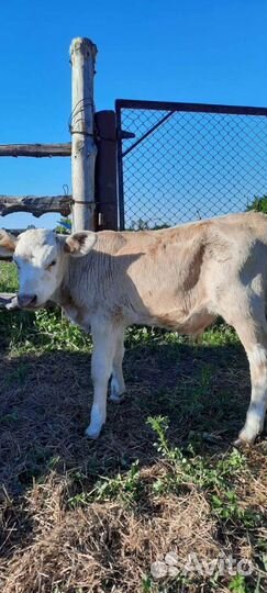 Телята симменталы