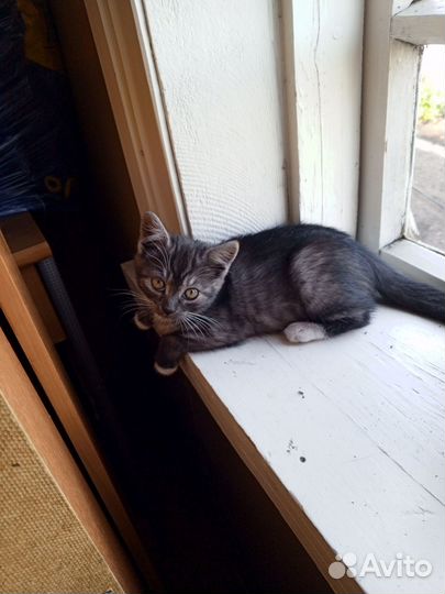 Кошка