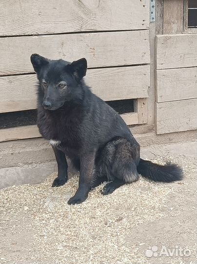 Щенульки ищут хозяев