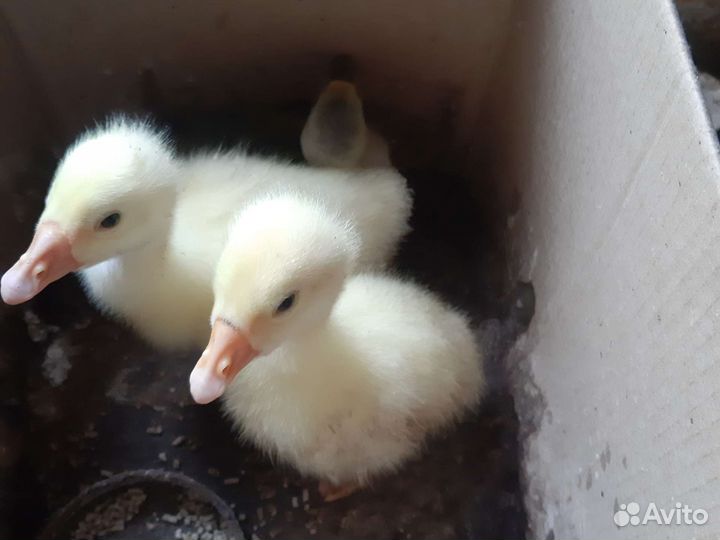 Индюки домашние,Гусь датский,Цыплята