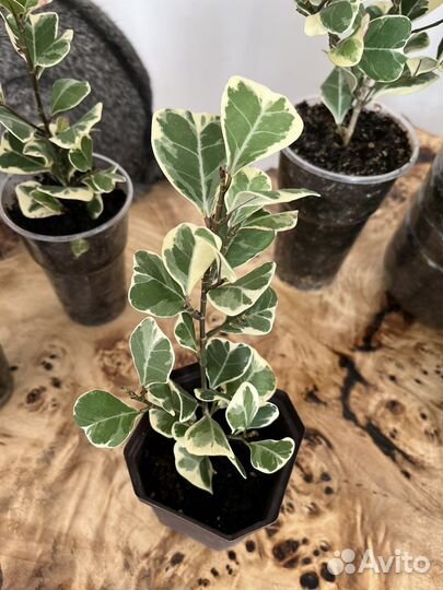 Фикус триангулярис вайт маржин (свитхарт)