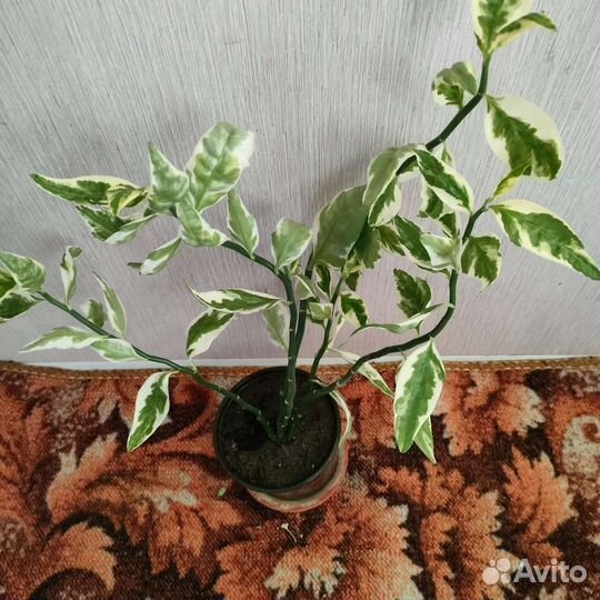 Комнатные цветы
