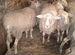 Овцы Катумские для разведения