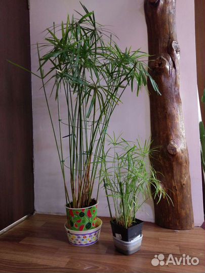 Циперус, церопегия