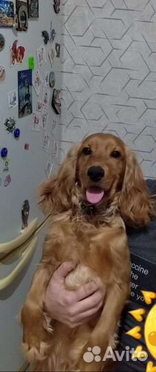 Вязка собак