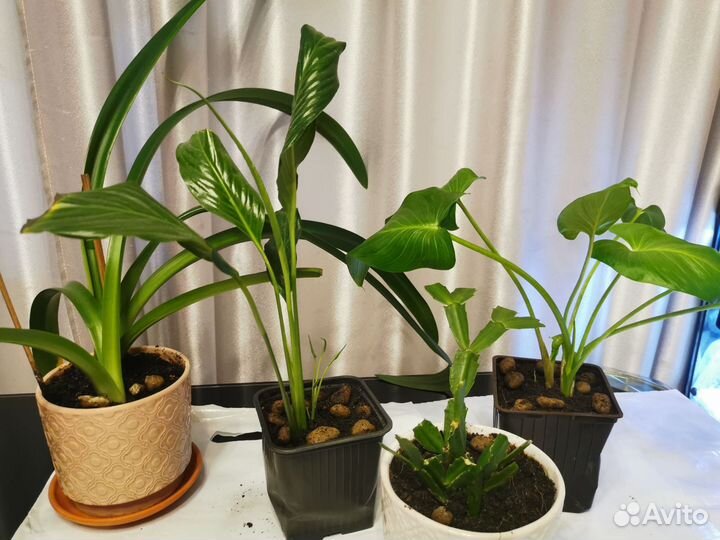 Комнатные цветы