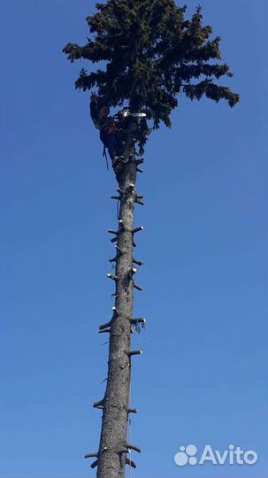 Спил деревьев, кустарников
