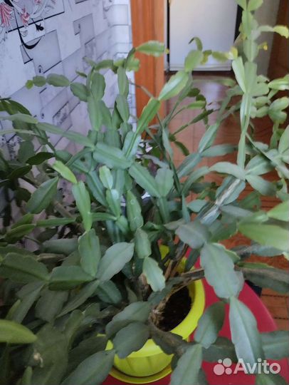Драцена,рождественник