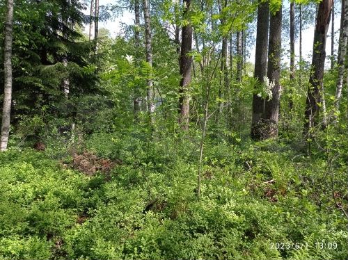 Участок 8 сот. (СНТ, ДНП)