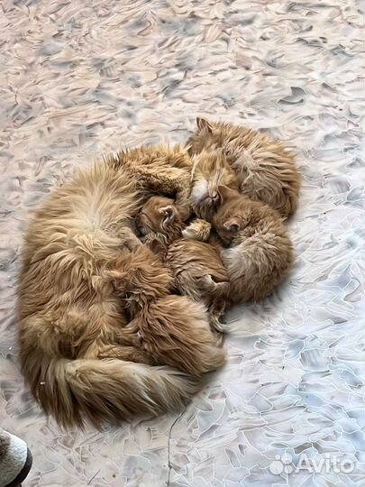 Котята рыжие