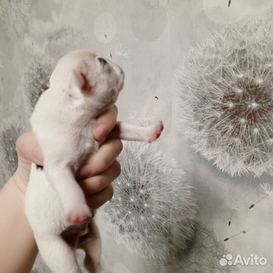 Красавчик мужчина