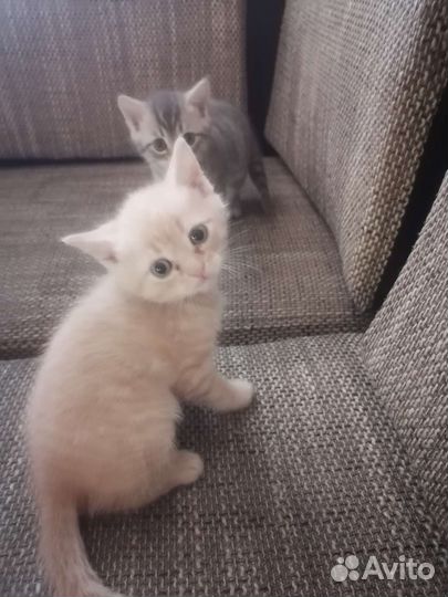 Кошка в дар бесплатно
