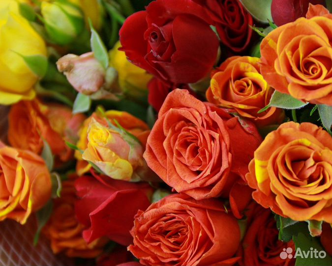 Букет из 35 кустовых роз яркий микс 40 см (Кения)