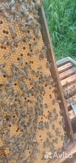 Ио Карника 2023г