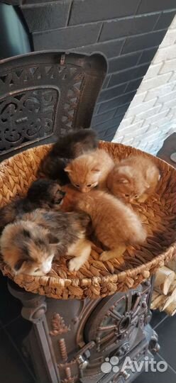 Котята курильский бобтейл