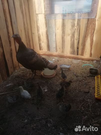 Индюшка и индюшата