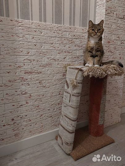 Когтеточка для кошек