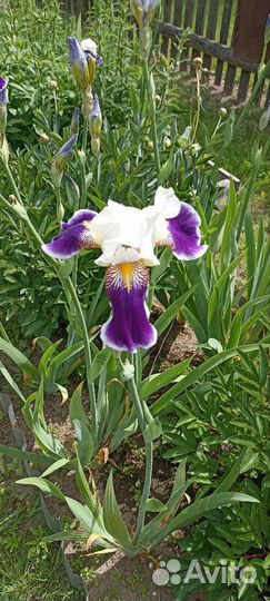 Ирисы бородатые кустик