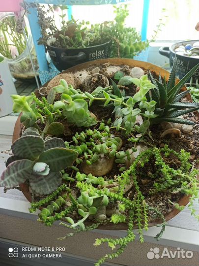 Сукуленты садики