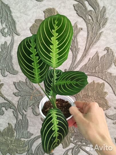 Калатеи, маранты