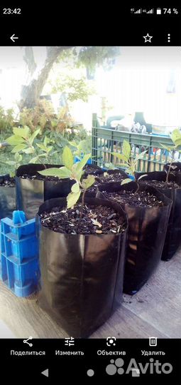 Контейнеры для рассады саженцев деревьев