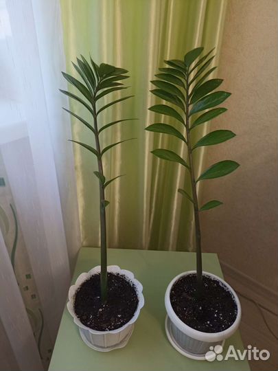 Замиокулькас