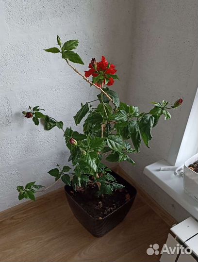 Гибискус китайская роза