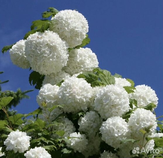 Калина бульденеж
