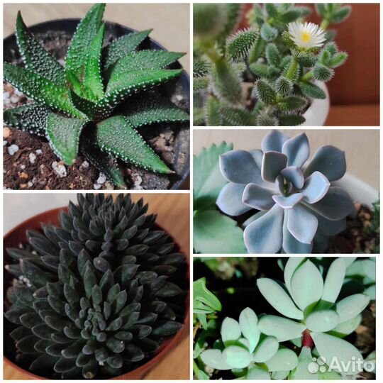 Суккуленты