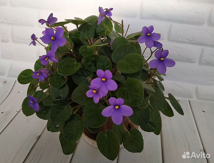 Фиалки трейлеры ампельные сенполии