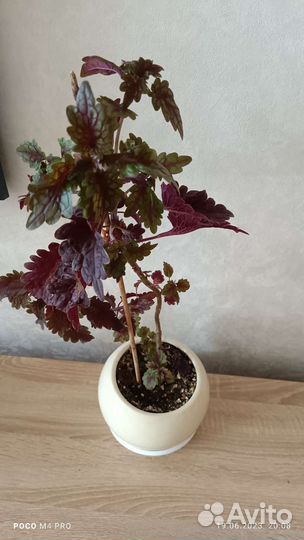 Комнатный цветок