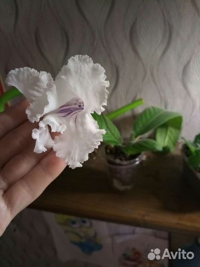 Стрептокарпус