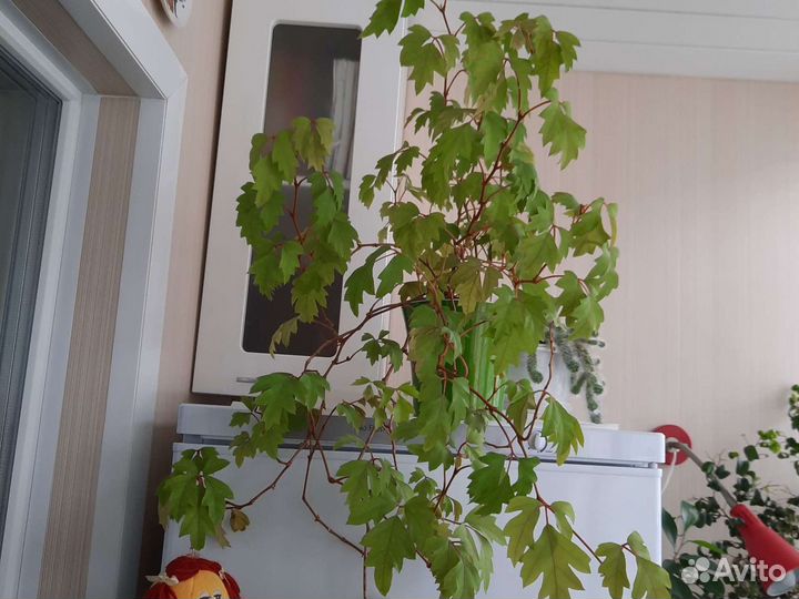 Циссус Элен Даника ромболистный