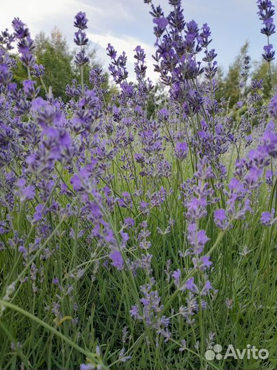 Лаванда