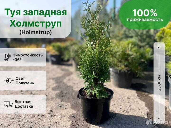 Туя западная Холмструп