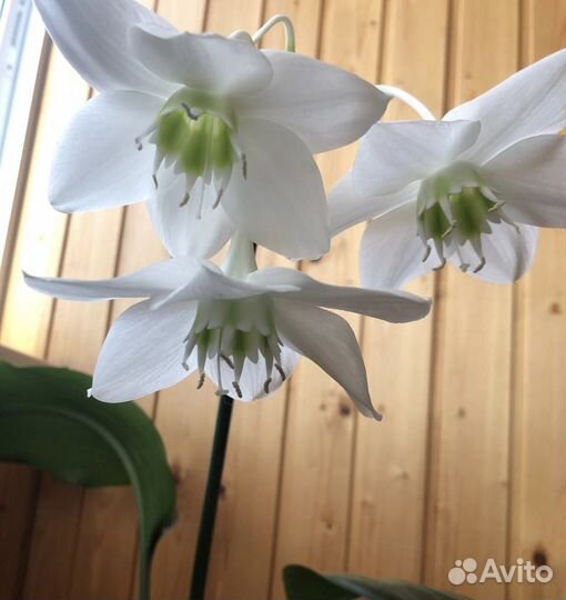 Комнатный цветок Эухарис. Сильное молодое растение