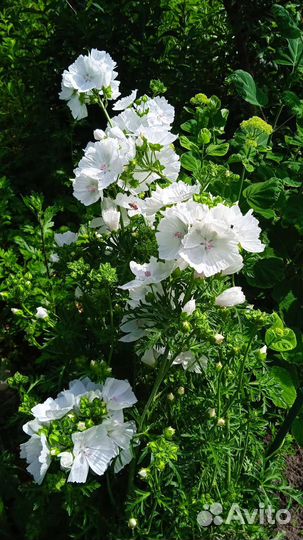 Невеста садовая