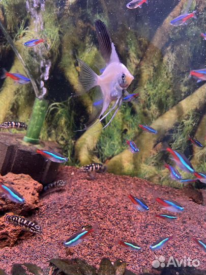 Неон голубой