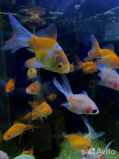 Аквариумные рыбки