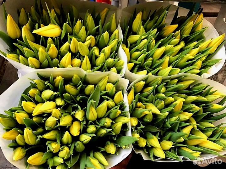 Тюльпаны оптом собственное производство