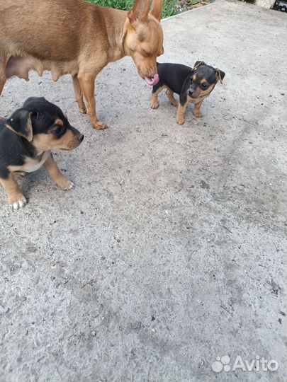 Домашние животные собаки щенки Краснодарский край