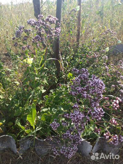 Мята, тархун, душица, бергамот. Сушёные сбор