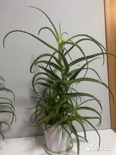 Алоэ столетник