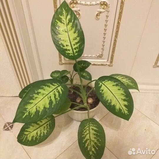 Диффенбахия