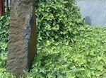 Плющ (Hedera) вечнозеленое
