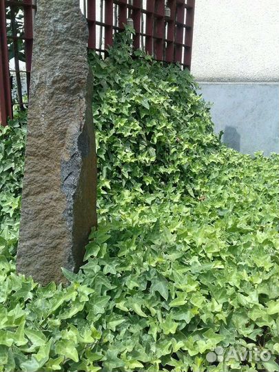 Плющ (Hedera) вечнозеленое