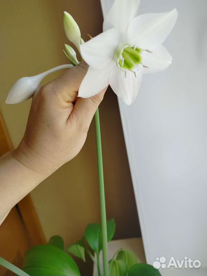 Лилия (эухарис)