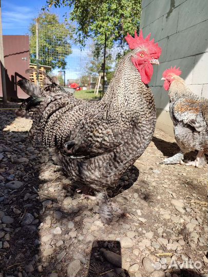 Инкубационное яйцо, цыплята Мехеленской кукушки